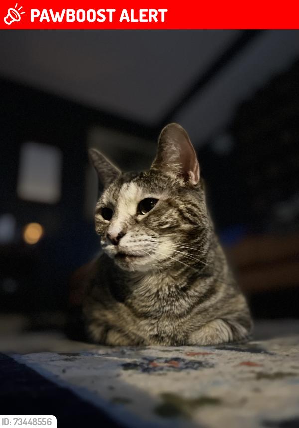 Lost Female Cat last seen Fry Road, Middleburg Heights, OH 44130