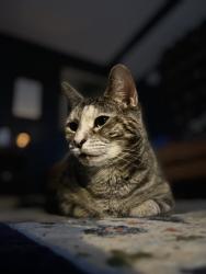 Lost Female Cat last seen Fry Road, Middleburg Heights, OH 44130