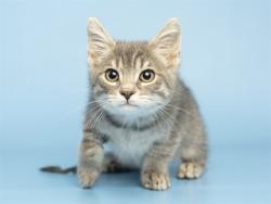 Shelter Stray Female Cat last seen Near BLOCK E BELL RD, 5501 E Van Buren St, Phoenix, AZ 85008, USA