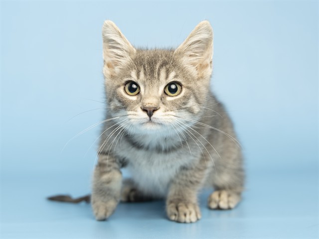 Shelter Stray Female Cat last seen Near BLOCK E BELL RD, 5501 E Van Buren St, Phoenix, AZ 85008, USA