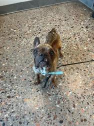 Shelter Stray Male Dog last seen LAKE PLEASANT PKWY AND CIBOLA VISTA DR, 5501 E Van Buren St, Phoenix, AZ 85008, USA