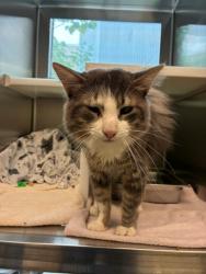 Shelter Stray Male Cat last seen Near BLOCK SNOWGOOSE ST, 12155 Park Blvd, Brighton, CO 80601, USA
