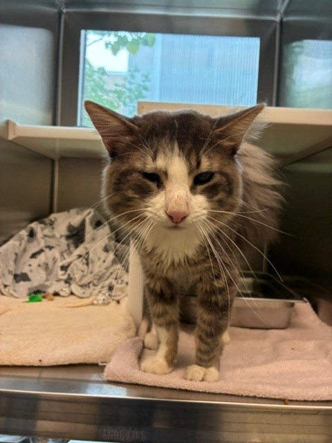 Shelter Stray Male Cat last seen Near BLOCK SNOWGOOSE ST, 12155 Park Blvd, Brighton, CO 80601, USA