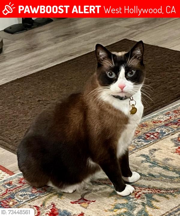 Lost Female Cat last seen Near N La Cienega Blvd, West Hollywood, between W. Holloway Dr & Sunset Blvd., West Hollywood, CA 90069