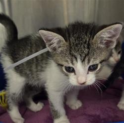 Shelter Stray Male Cat last seen , 232 Eslinger Way, Sanford, FL 32773, USA