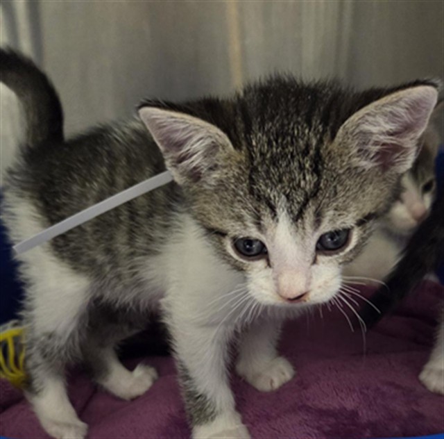 Shelter Stray Male Cat last seen , 232 Eslinger Way, Sanford, FL 32773, USA