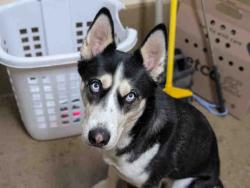 Shelter Stray Female Dog last seen , 5821 Sweetwater Rd, Bonita, CA 91902, USA