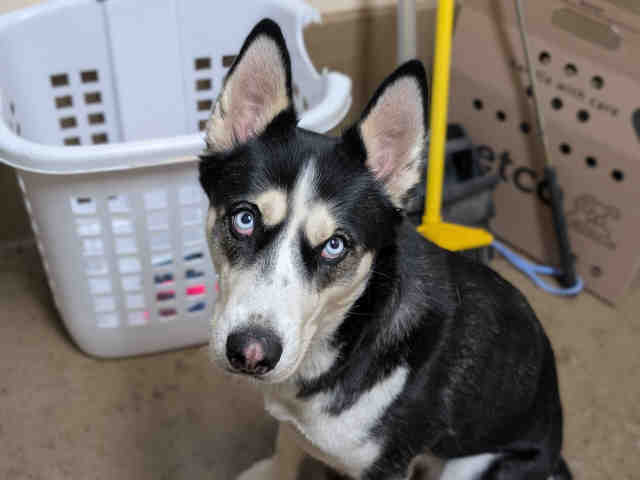 Shelter Stray Female Dog last seen , 5821 Sweetwater Rd, Bonita, CA 91902, USA