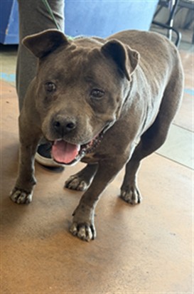 Shelter Stray Female Dog last seen , 14409 Vanowen St, Van Nuys, CA 91405, USA