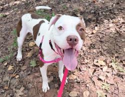 Shelter Stray Male Dog last seen CHARLOTTE, 8315 Byrum Dr, Charlotte, NC 28217, USA