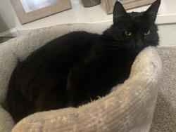 Lost Male Cat last seen Russell Cemetery road, Winder, GA 30680