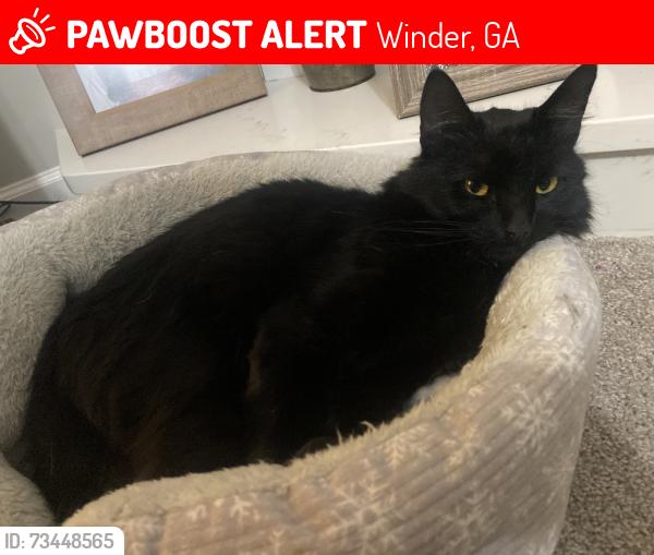 Lost Male Cat last seen Russell Cemetery road, Winder, GA 30680