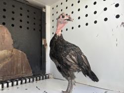 Shelter Stray Unknown Bird last seen Near BLOCK ROAD 112, DINUBA, CA, Visalia, CA 93292, USA