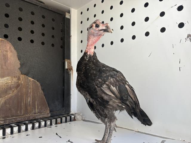 Shelter Stray Unknown Bird last seen Near BLOCK ROAD 112, DINUBA, CA, Visalia, CA 93292, USA