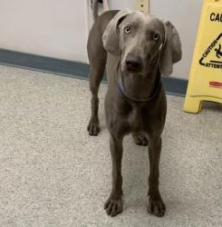 Shelter Stray Female Dog last seen AVE 384/ RD 172, Visalia, CA 93292, USA
