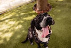 Shelter Stray Female Dog last seen , 2769 Conroy Rd, Orlando, FL 32839, USA