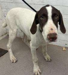 Shelter Stray Male Dog last seen TAMARIND AND SEVILLE, 333 Chandler Pl, San Bernardino, CA 92408, USA