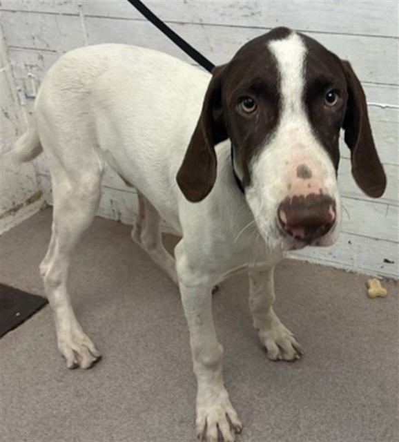 Shelter Stray Male Dog last seen TAMARIND AND SEVILLE, 333 Chandler Pl, San Bernardino, CA 92408, USA