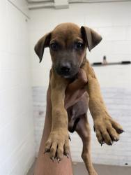 Shelter Stray Male Dog last seen Near BLOCK DUFFY ST, 333 Chandler Pl, San Bernardino, CA 92408, USA