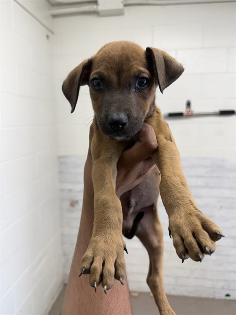 Shelter Stray Male Dog last seen Near BLOCK DUFFY ST, 333 Chandler Pl, San Bernardino, CA 92408, USA