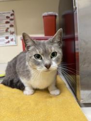 Shelter Stray Unknown Cat last seen PICKERING, 1950 Stevenson Blvd, Fremont, CA 94538, USA
