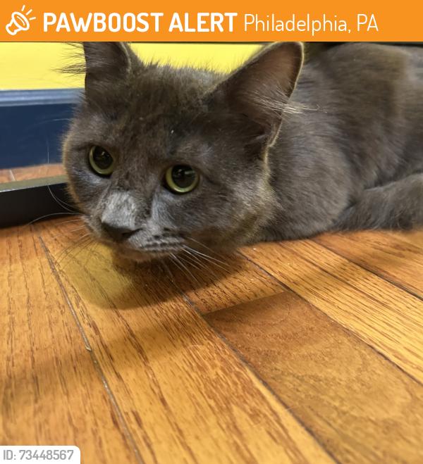 Found/Stray Male Cat last seen 4th btw Gerritt and Dickinson, Philadelphia, PA 19146