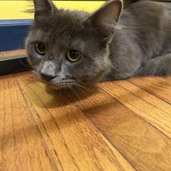 Found/Stray Male Cat last seen 4th btw Gerritt and Dickinson, Philadelphia, PA 19146