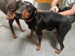 Shelter Stray Female Dog last seen , 3201 Lacy St, Los Angeles, CA 90031, USA
