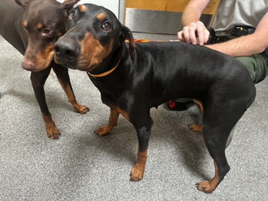 Shelter Stray Female Dog last seen , 3201 Lacy St, Los Angeles, CA 90031, USA