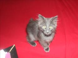 Shelter Stray Male Cat last seen , 3201 Lacy St, Los Angeles, CA 90031, USA
