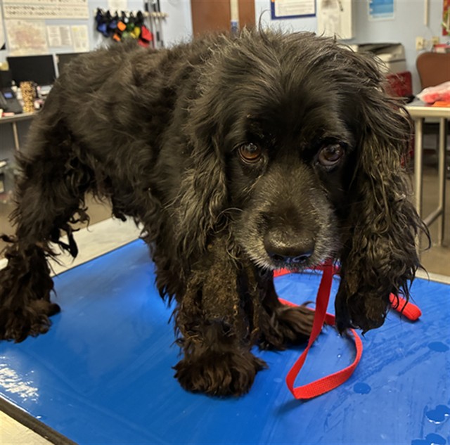 Shelter Stray Male Dog last seen 87TH AVE AND PEORIA AVE, 2500 S 27th Ave, Phoenix, AZ 85009, USA