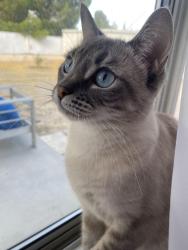 Lost Female Cat last seen Pearl Blossom HWY, Palmdale, CA 93550
