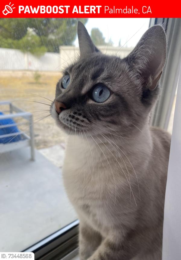 Lost Female Cat last seen Pearl Blossom HWY, Palmdale, CA 93550