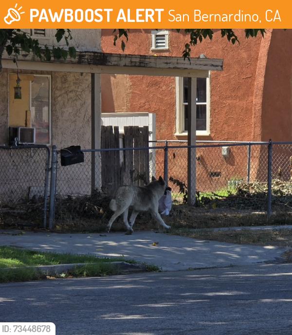 Found/Stray Unknown Dog last seen Herrington Avenue and Goodlett Street, San Bernardino, CA 92411