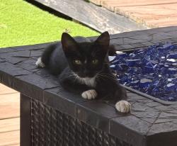 Found/Stray Male Cat last seen Pointe south elementary school, Riverdale, GA 30274