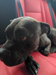 Found/Stray Male Dog last seen Dawn Dr and Mars Dr, Garland, TX 75040
