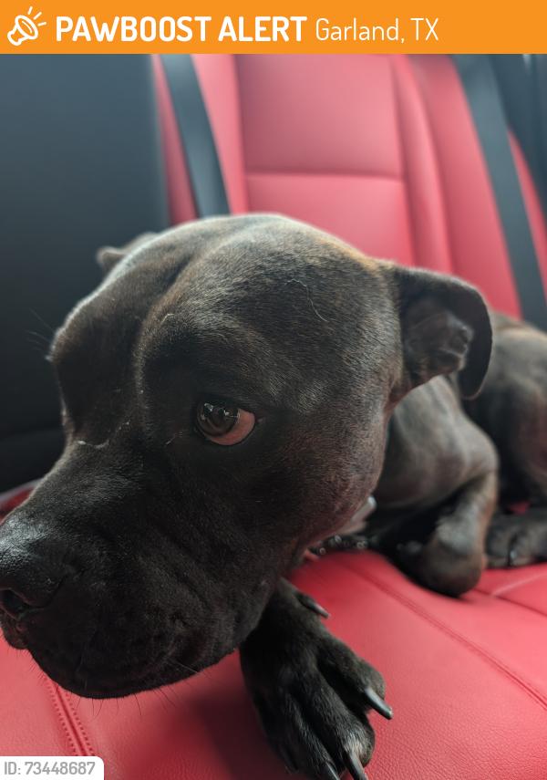 Found/Stray Male Dog last seen Dawn Dr and Mars Dr, Garland, TX 75040