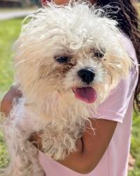 Reunited Unknown Dog last seen Hill road, Powder Springs, GA 30127