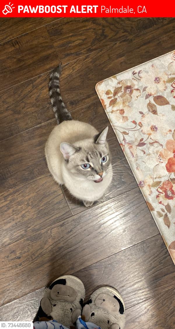 Lost Female Cat last seen 30th st e & pearblossom how, Palmdale, CA 93550