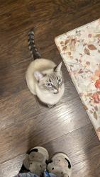 Lost Female Cat last seen 30th st e & pearblossom how, Palmdale, CA 93550