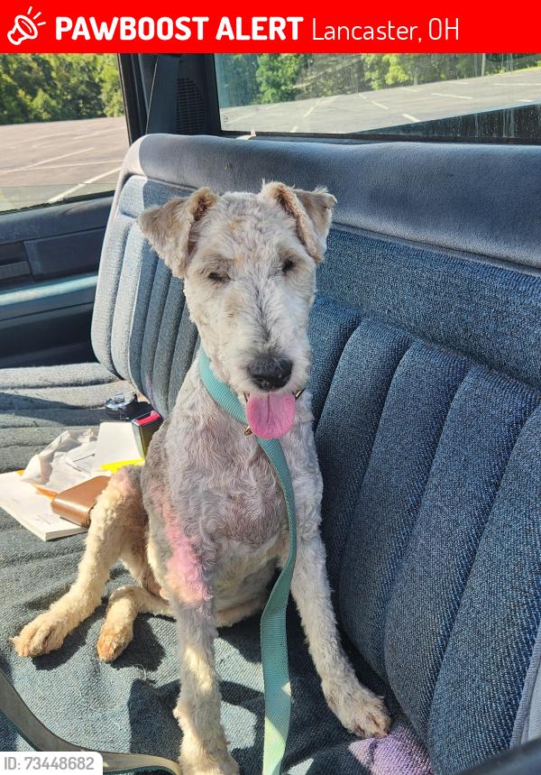 Lost Female Dog last seen Pryor rd/ Lynnwood lane, Lancaster, OH 43130