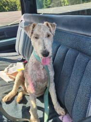 Lost Female Dog last seen Pryor rd/ Lynnwood lane, Lancaster, OH 43130