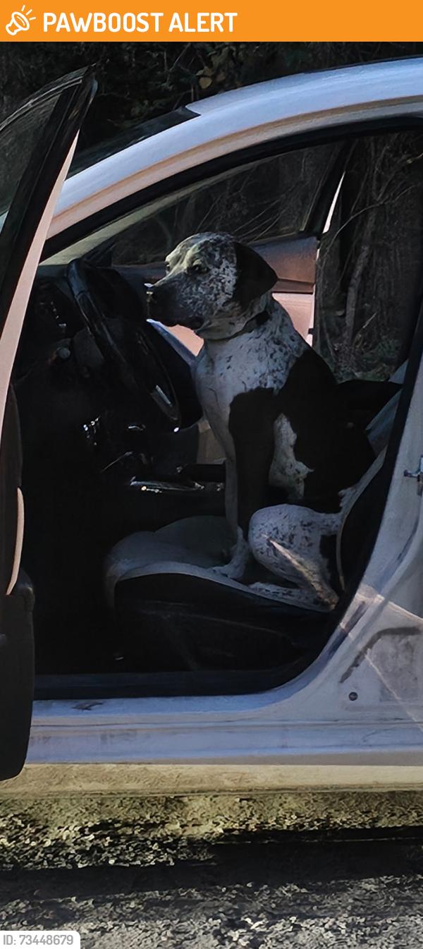 Found/Stray Male Dog last seen Cullen rd north of Clyde, Hartland Township, MI 48843