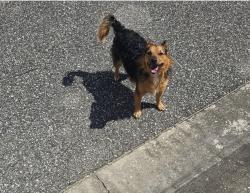 Found/Stray Unknown Dog last seen Bonaire and Paradise Island, Largo, FL 33771