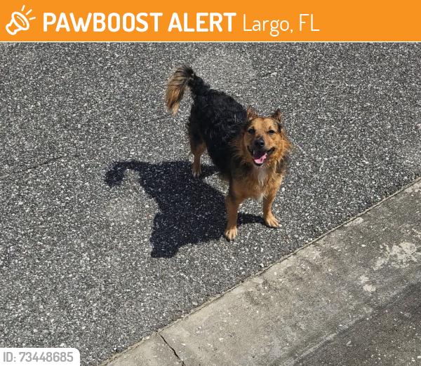 Found/Stray Unknown Dog last seen Bonaire and Paradise Island, Largo, FL 33771