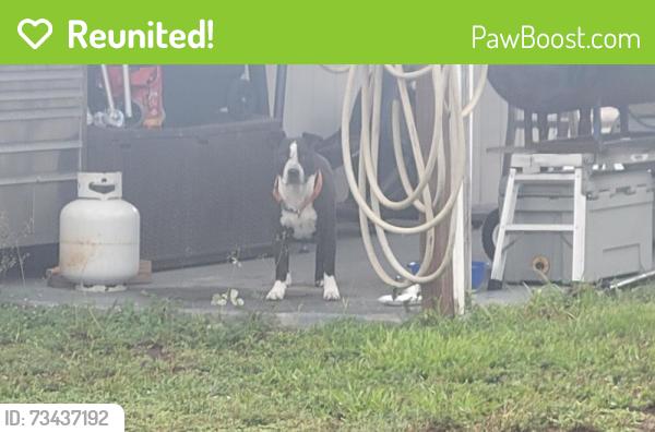 Reunited Male Dog last seen South of US 301 and River Rd, Wimauma, FL 33598