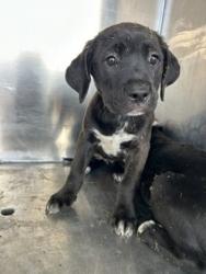 Shelter Stray Female Dog last seen Near NW 28TH ST, North District,, 355 Hillshire Dr, Haslet, TX 76052, USA