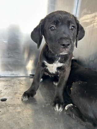 Shelter Stray Female Dog last seen Near NW 28TH ST, North District,, 355 Hillshire Dr, Haslet, TX 76052, USA