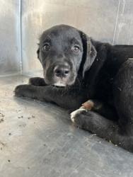 Shelter Stray Female Dog last seen Near NW 28TH ST, North District,, 355 Hillshire Dr, Haslet, TX 76052, USA
