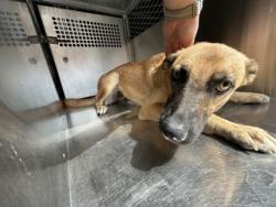 Shelter Stray Female Dog last seen Near AVE H, Central District, TX, 355 Hillshire Dr, Haslet, TX 76052, USA